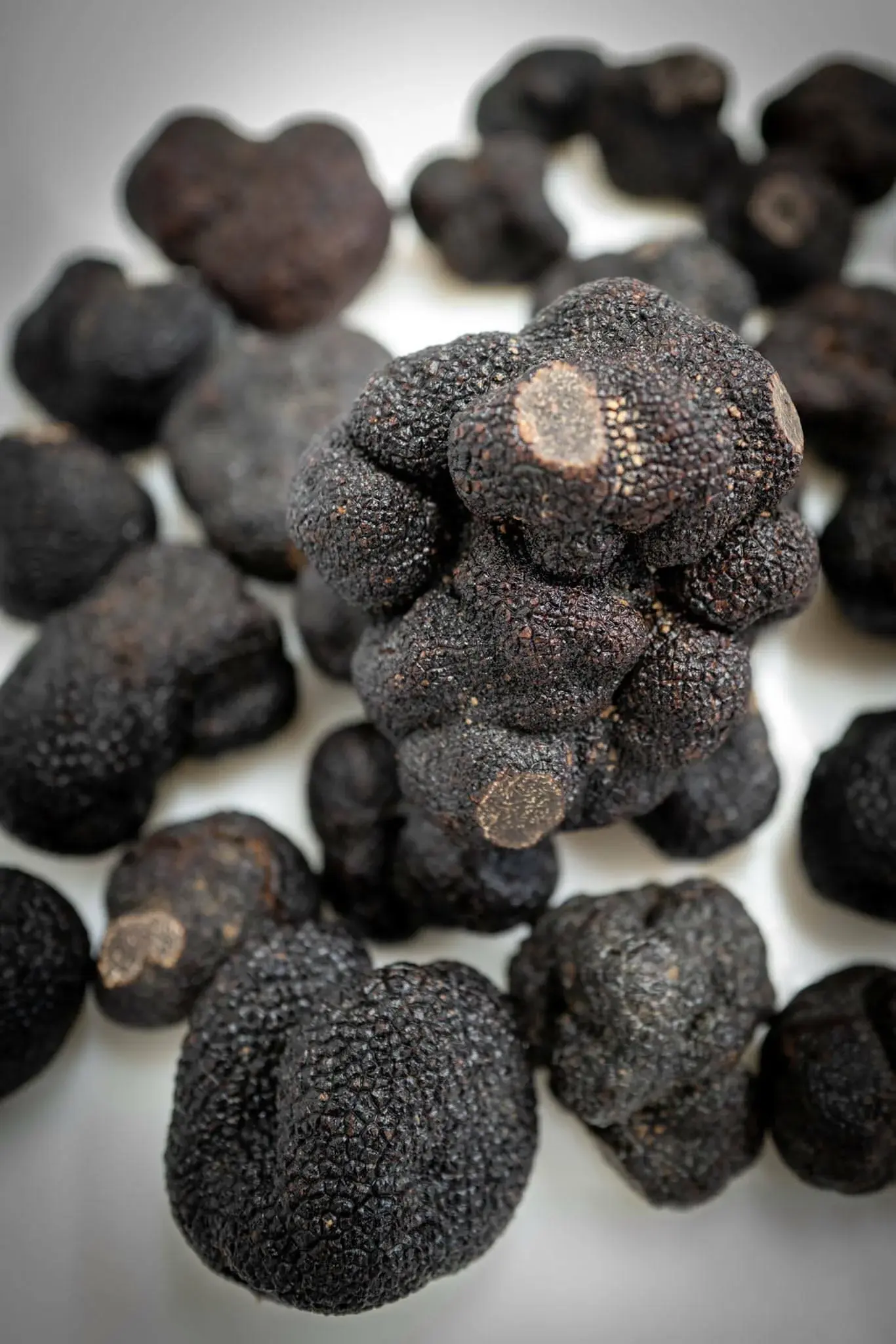 Le marché de la truffe noire : comprendre les cours