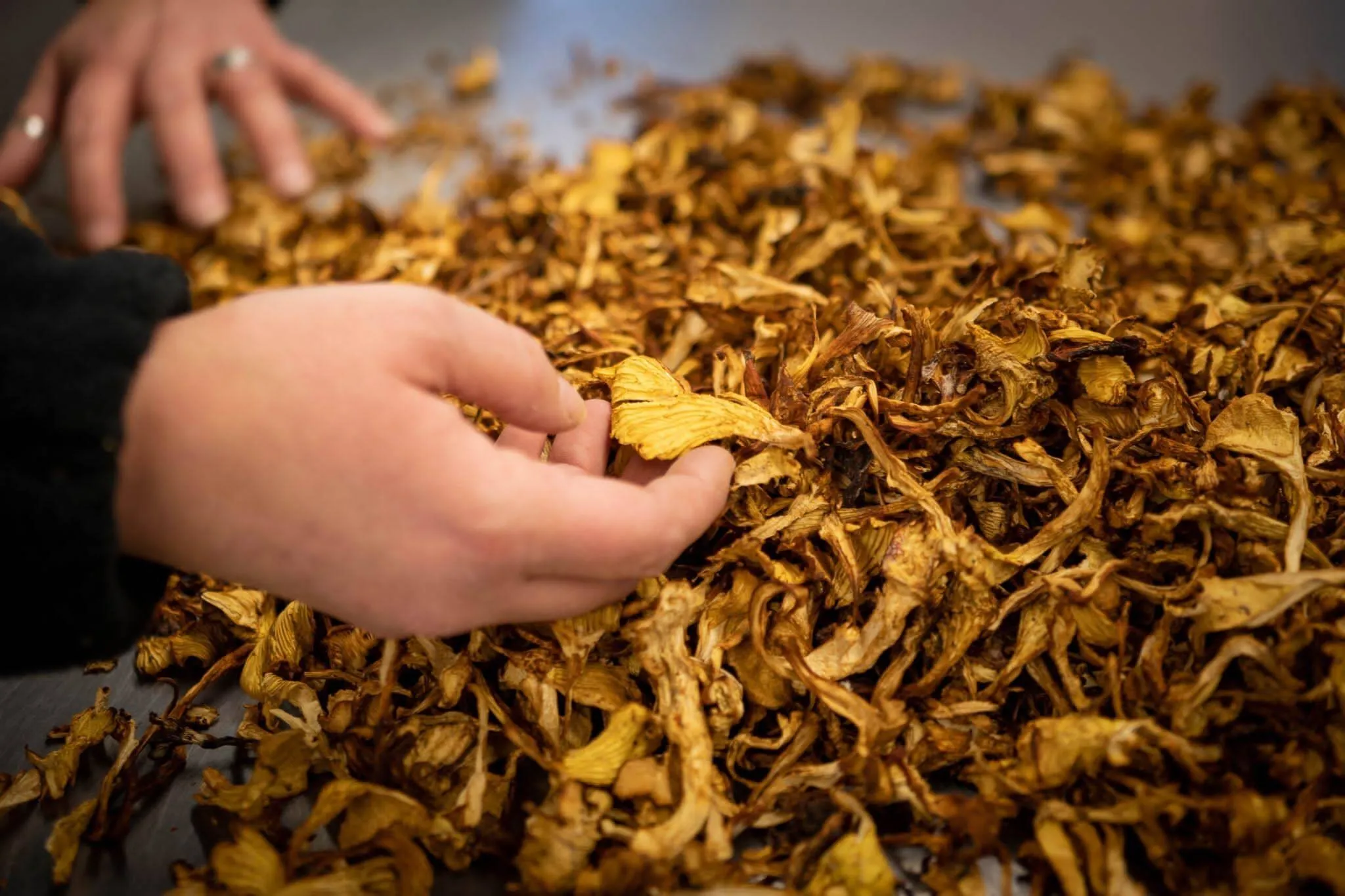 Girolles déshydratées - vue 2