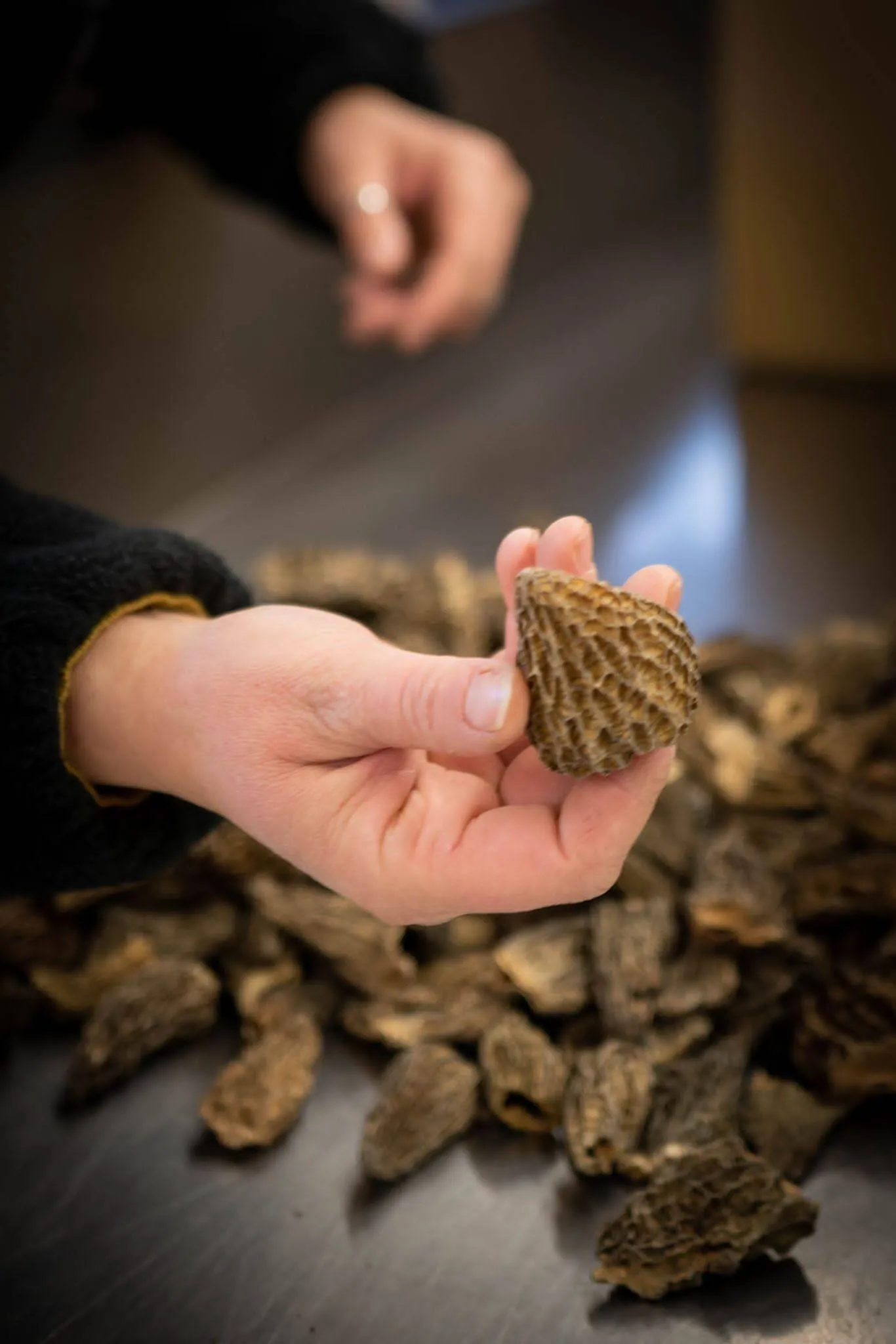 Morilles déshydratées - vue 2